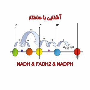آشنایی با ساختار NADH